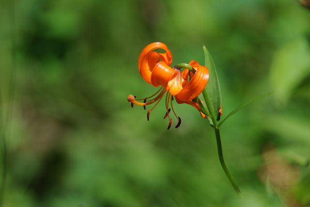 �N���}����