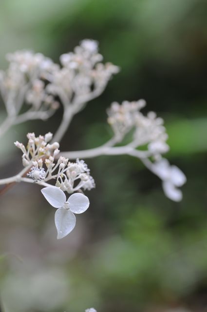 �N�T�A�W�T�C