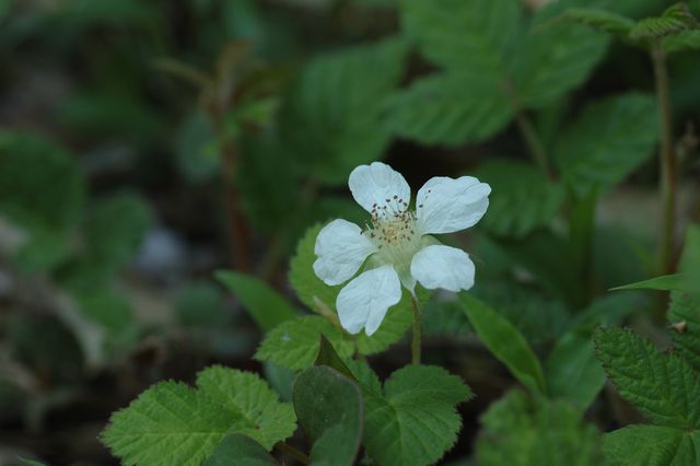 �N�T�C�`�S