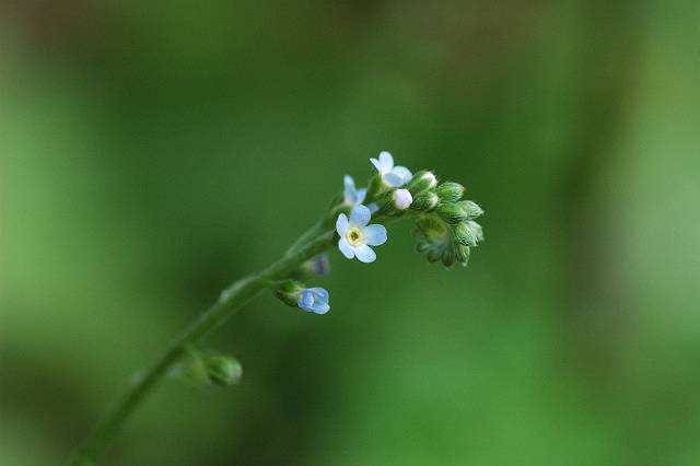 �L���E���O�T