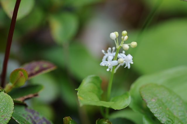 �}�C�d���\�E