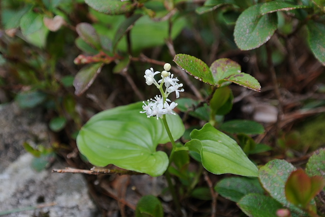 �}�C�d���\�E