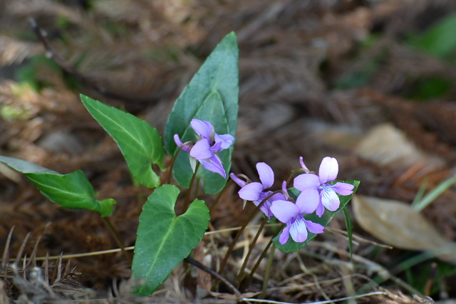 �}�L�m�X�~��