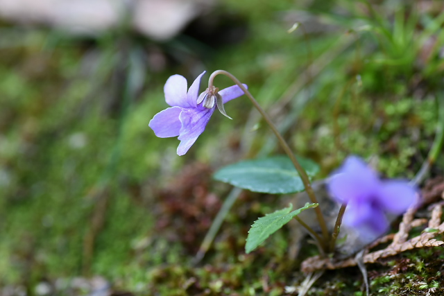 �}�L�m�X�~��