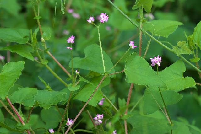 �}�}�R�m�V���k�O�C