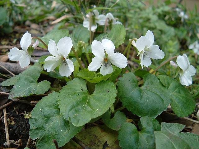 �}���o�X�~��