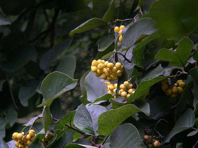 �}���o�`�V���m�L