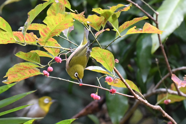 �}���~�̎���H�ׂ郁�W��