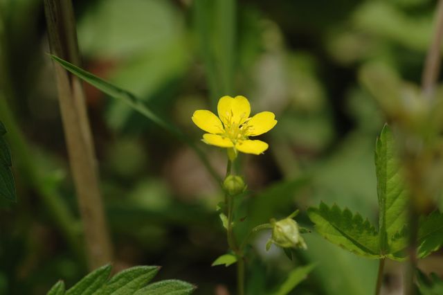 �~�c�o�c�`�O��