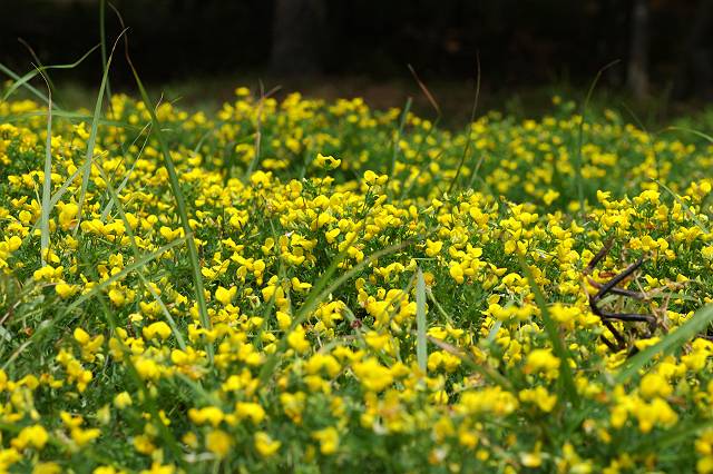 �~���R�O�T