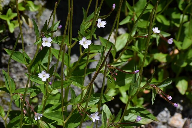 �~���}�A�J�o�i