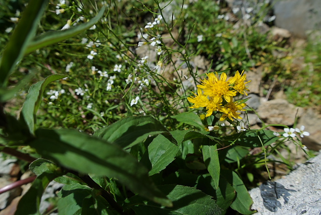 �~���}�A�L�m�L�����\�E