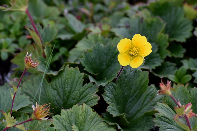 �~���}�_�C�R���\�E