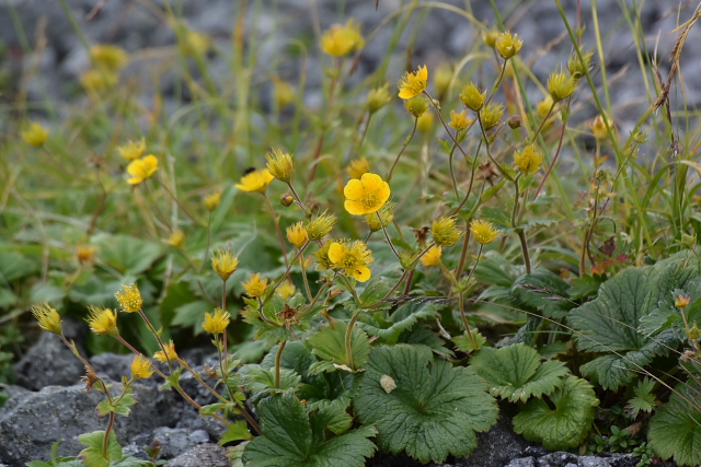 �~���}�_�C�R���\�E