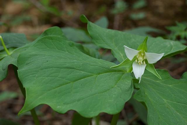 �~���}�G�����C�\�E