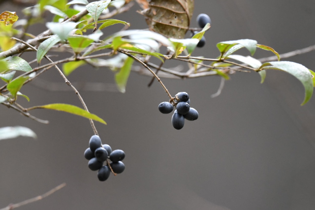 �~���}�C�{�^