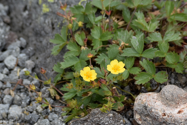 �~���}�L���o�C