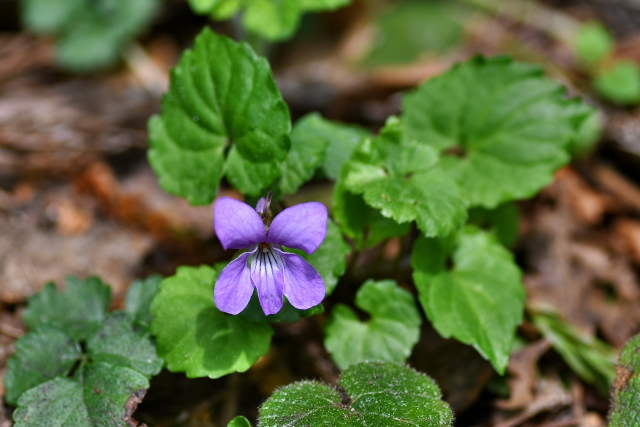 �~���}�X�~��