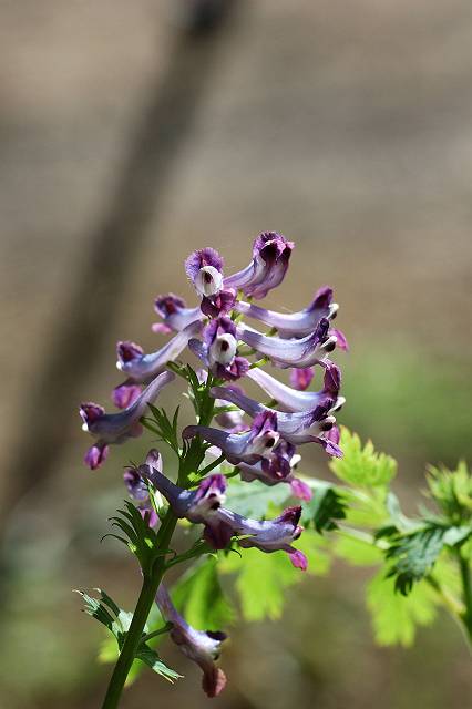 �����T�L�P�}��