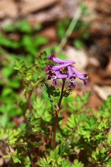 �����T�L�P�}��