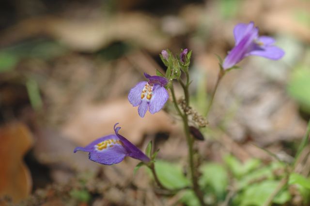 �����T�L�T�M�S�P