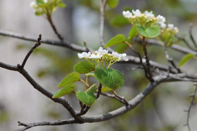 ���V�J���i�I�I�J���m�L�j