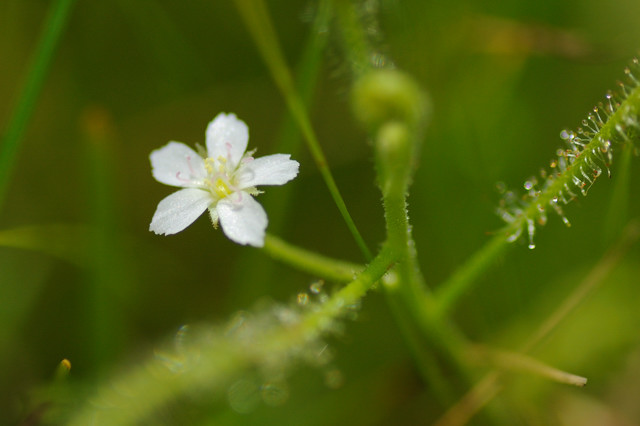 �i�K�o�m�C�V���`�\�E