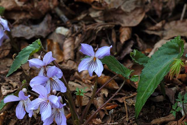 �i�K�o�m�X�~���T�C�V��