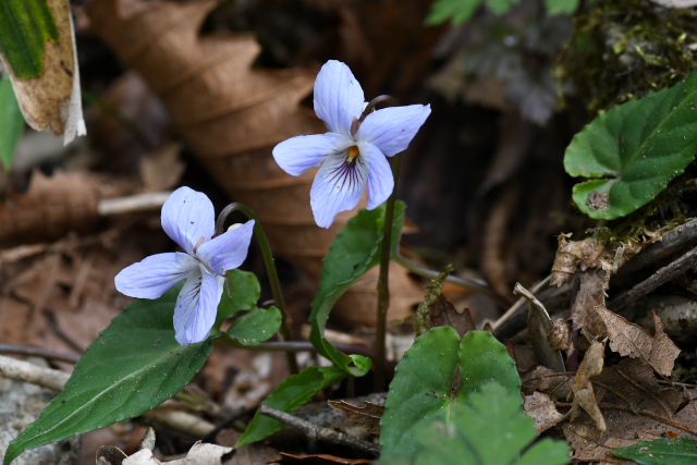 �i�K�o�m�X�~���T�C�V��