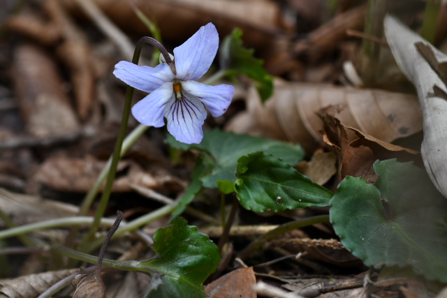 �i�K�o�m�X�~���T�C�V��