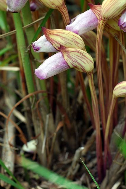 �i���o���M�Z��