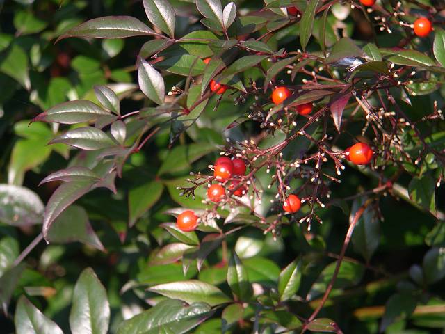 �i���e��