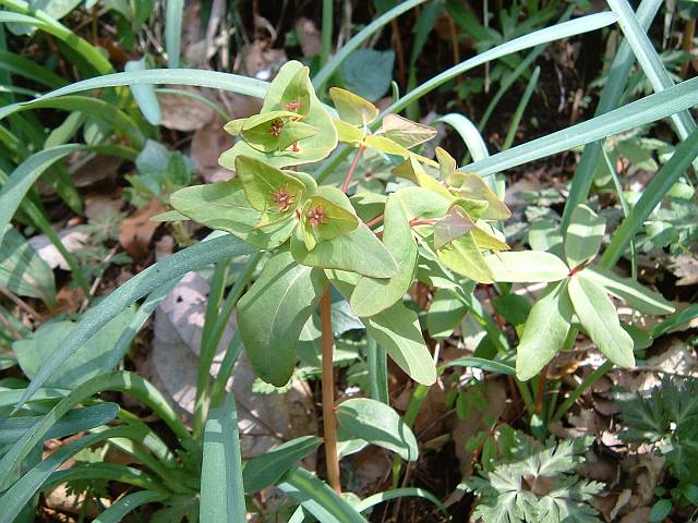 �i�c�g�E�_�C