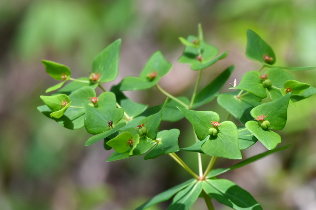 �i�c�g�E�_�C