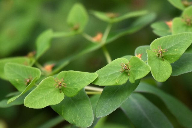 �i�c�g�E�_�C