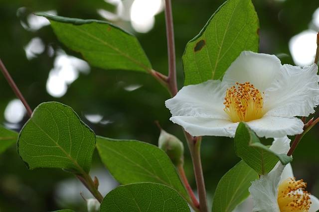 �i�c�c�o�L