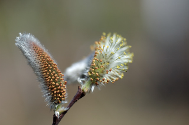 �l�R���i�M