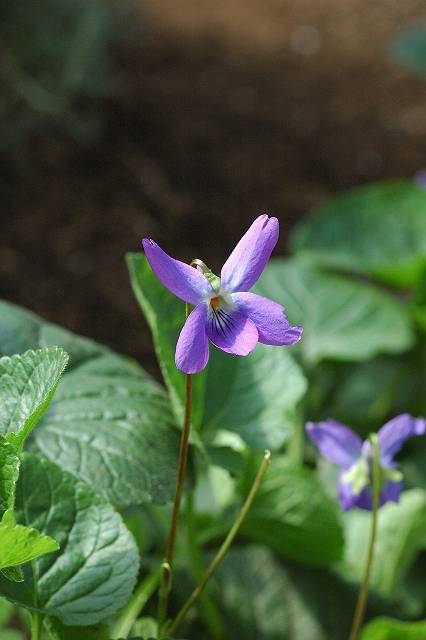 �j�I�C�X�~��