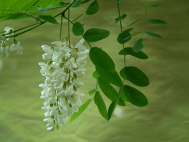 �j�Z�A�J�V�A