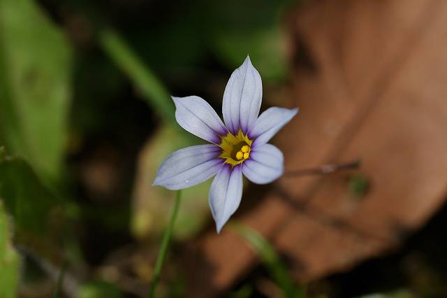 �j���[�L�V���E