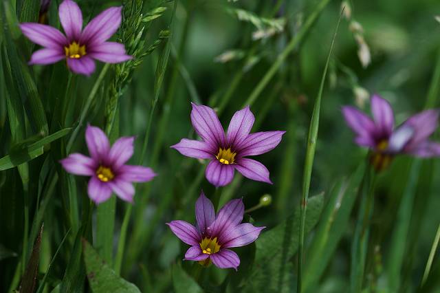 �j���[�L�V���E