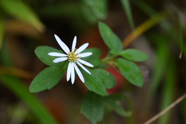 �m�R���M�N