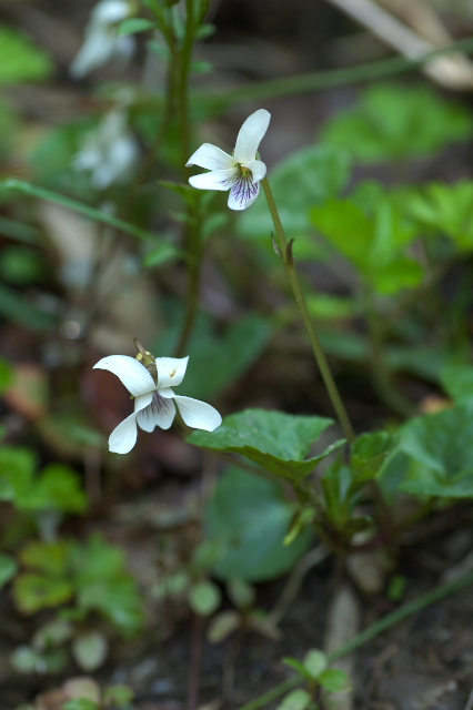 �j���C�X�~��