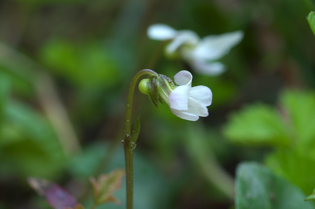 �j���C�X�~��