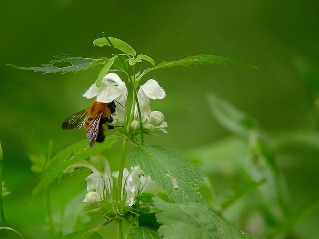 �I�h���R�\�E