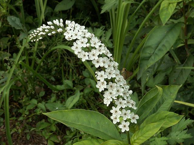 �I�J�g���m�I