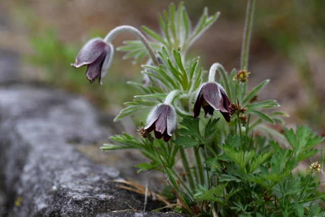 �I�L�i�O�T