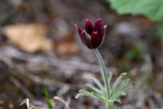 �I�L�i�O�T