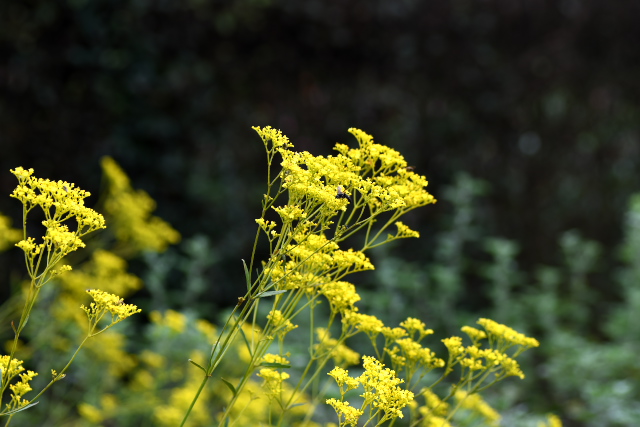 �I�~�i�G�V