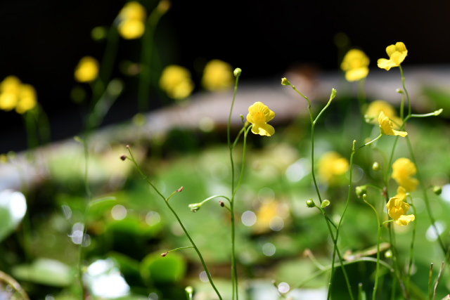 �I�I�o�i�C�g�^�k�L��